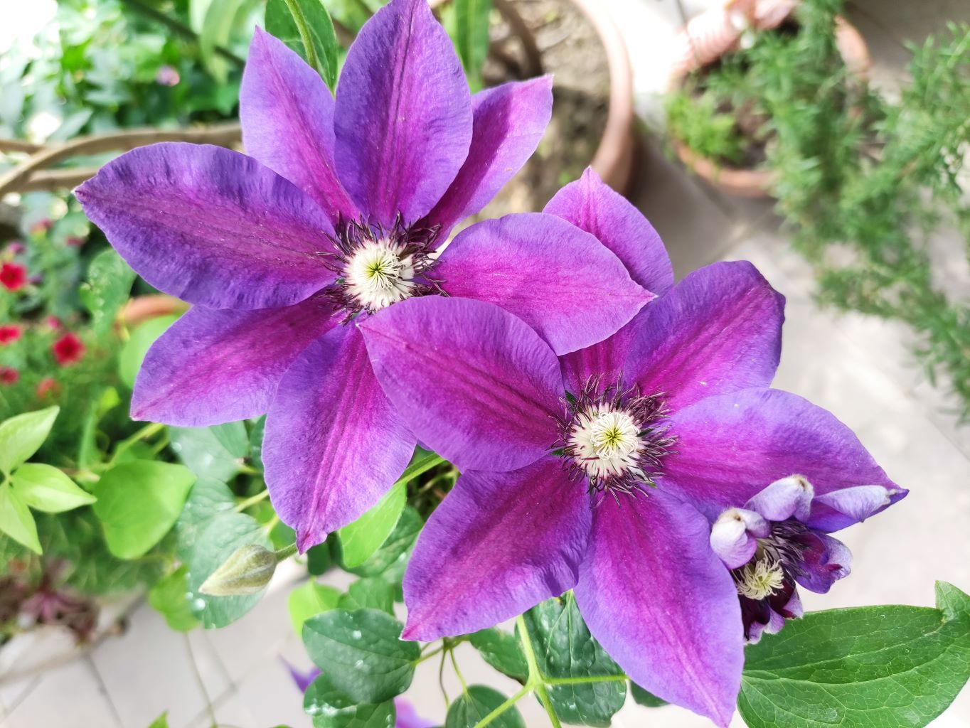 lila virág